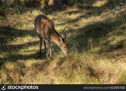 Young hind doe red deer calf in Autumn Fall forest landscape image