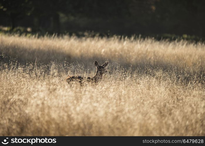 Young hind doe red deer in Autumn Fall forest landscape image. Young hind doe red deer calf in Autumn Fall forest landscape image
