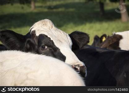 Young holstein calf raising its head from the crowded herd of cows