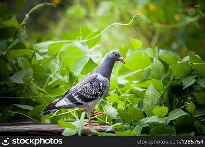 young homing pigeon bird on ground with green peanut plant background