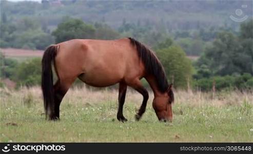 Young horse grazing in the pasture