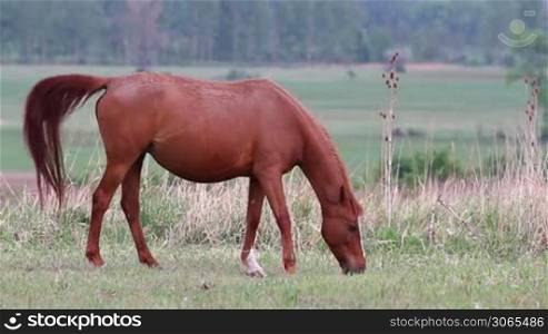Young horse grazing in the pasture