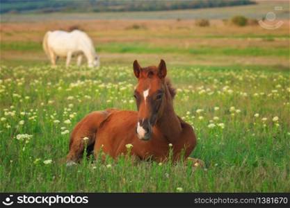 Young horse resting on the green meadow. Nature composition.