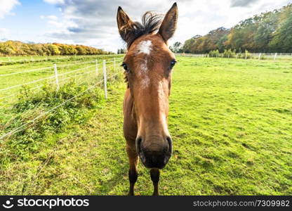 Young horse standing close on a green field with white fence in the sun