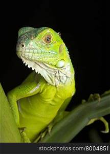 Young Iguana Portrait