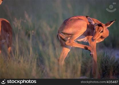 Young Impala grooming itself in the Okavango delta, Botswana.