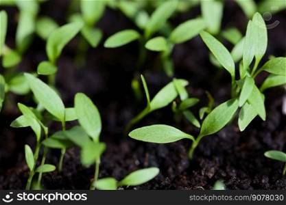 Young Italian or flat leaf parsley  lat. P. crispum Neapolitanum  seedlings or sprouts in black soil  Selective Focus, Focus on the horizontal leaf one third into the image . Young Italian or Flat Leaf Parsley Seedlings