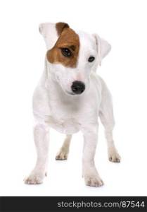 young jack russel terrier in front of white background