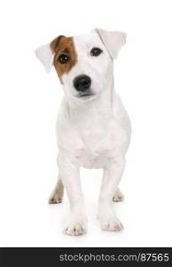 young jack russel terrier in front of white background