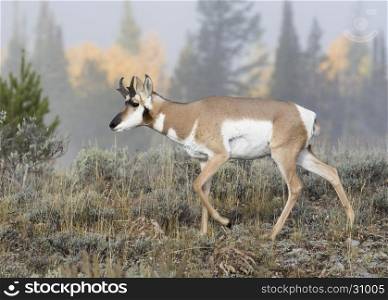 Young juvenile buck pronghorn in sagebrush during fall