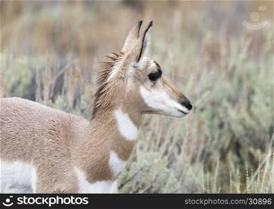 Young juvenile female pronghorn portrait in sagebrush in park