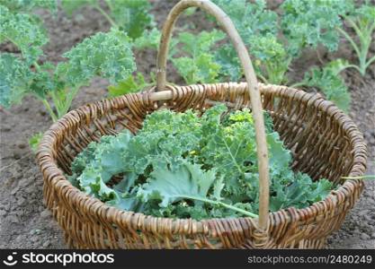 Young kale growing in the vegetable garden. Gardener picking leaves in basket .. Young kale growing in the vegetable garden. Gardener picking leaves in basket