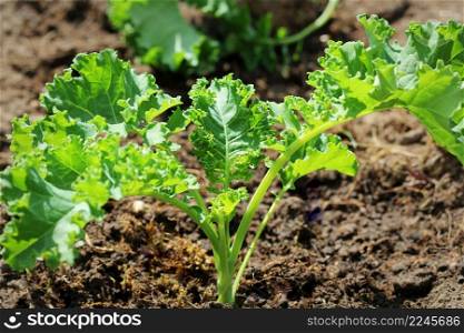 Young kale growing in the vegetable garden .. Young kale growing in the vegetable garden