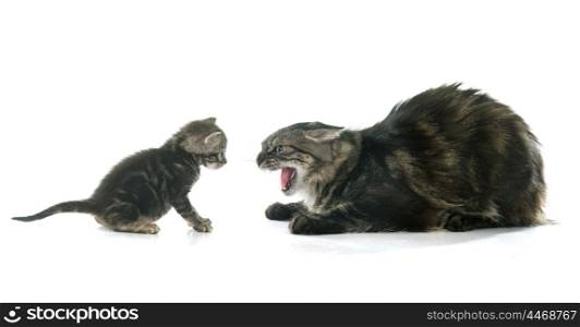young kitten and adult cat in front of white background