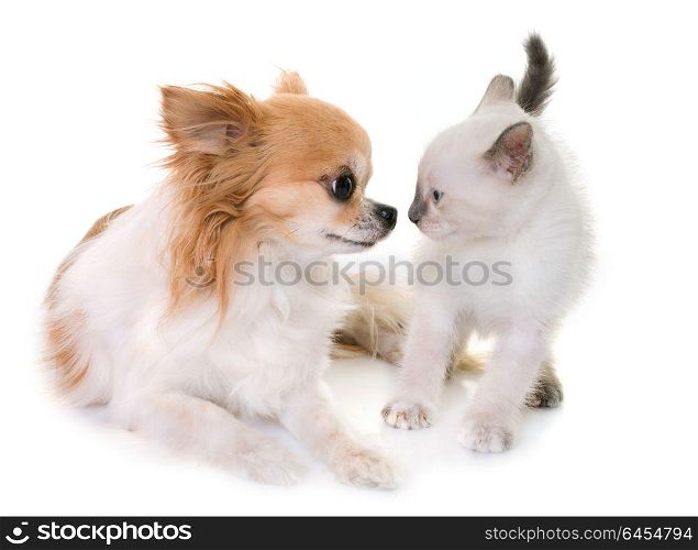 young kitten and chihuahua in front of white background