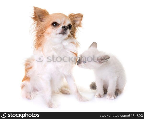 young kitten and chihuahua in front of white background