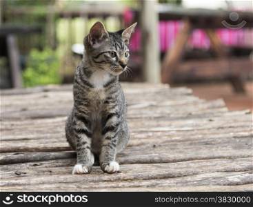young kitten cat on wooden table