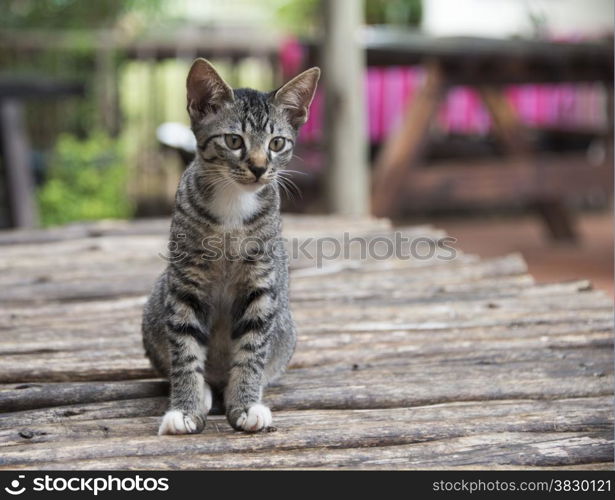 young kitten cat on wooden table