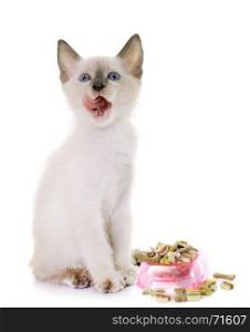 young kitten hungry in front of white background