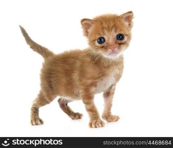 young kitten in front of white background