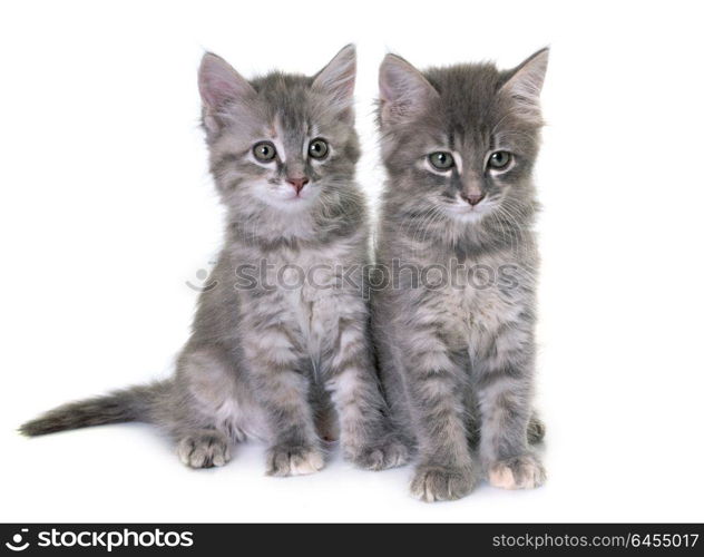 young kitten in front of white background