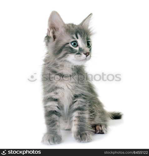 young kitten in front of white background