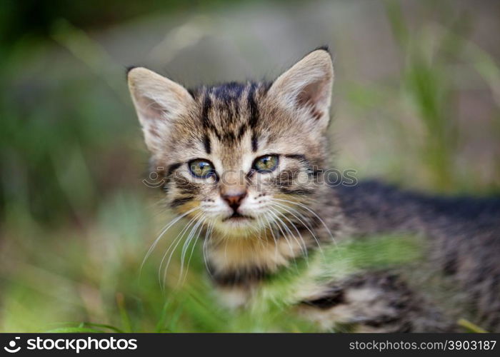 Young kitten in the grass. Portrait of adorable young kitten in the grass