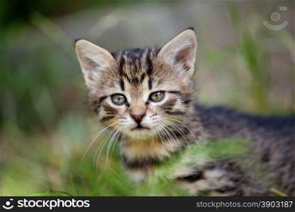 Young kitten in the grass. Portrait of adorable young kitten in the grass