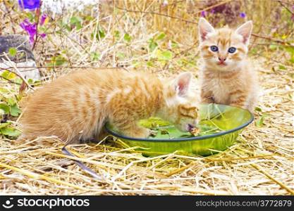 Young kittens eating