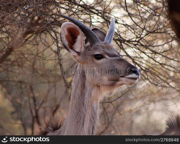 Young Kudu Bull with Still Streight Small Horns