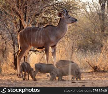 Young Kudu Bull with Warthogs in Bushveld