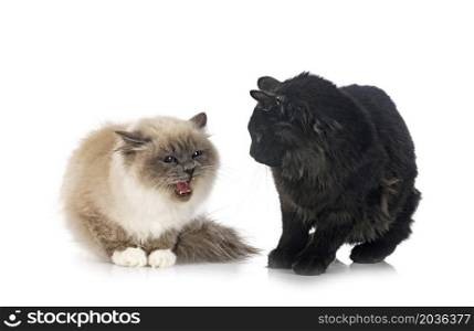 young Kurilian Bobtail and birman cat in front of white background