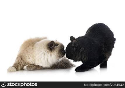young Kurilian Bobtail and birman cat in front of white background