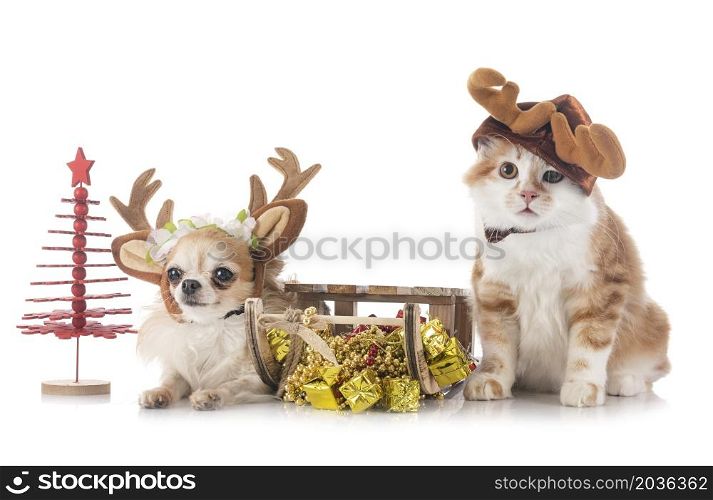 young Kurilian Bobtail and chihuahua in front of white background