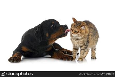 young Kurilian Bobtail and rottweiler in front of white background