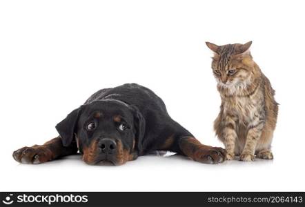 young Kurilian Bobtail and rottweiler in front of white background