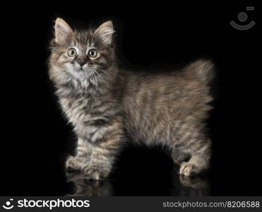 young Kurilian Bobtail in front of black background