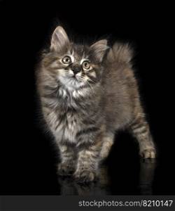 young Kurilian Bobtail in front of black background