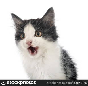 young Kurilian Bobtail in front of white background