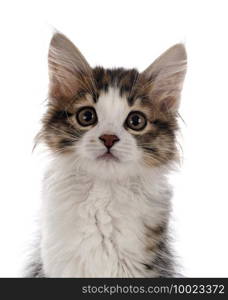 young Kurilian Bobtail in front of white background