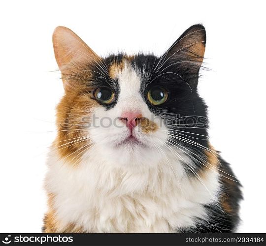 young Kurilian Bobtail in front of white background