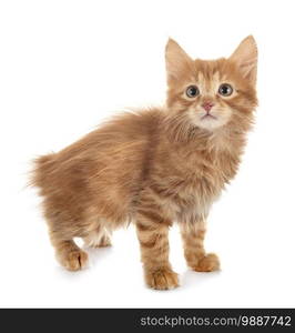 young Kurilian Bobtail in front of white background