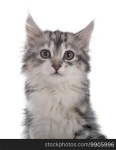 young Kurilian Bobtail in front of white background