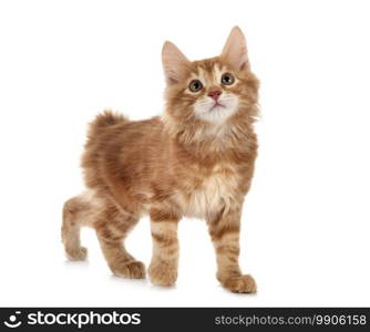 young Kurilian Bobtail in front of white background