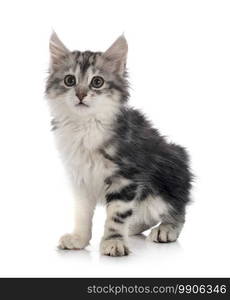 young Kurilian Bobtail in front of white background