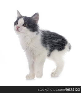 young Kurilian Bobtail in front of white background