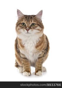 young Kurilian Bobtail in front of white background