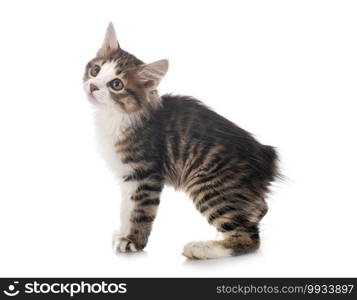 young Kurilian Bobtail in front of white background