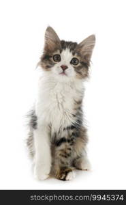 young Kurilian Bobtail in front of white background