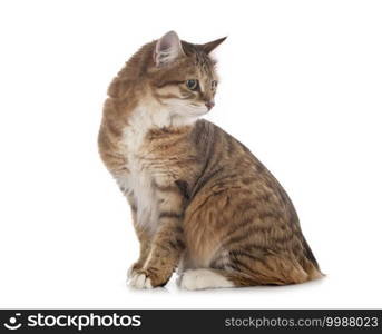 young Kurilian Bobtail in front of white background